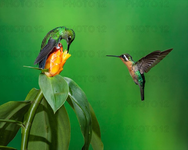 Female Green-crowned Brilliant (Heliodoxa jacula)