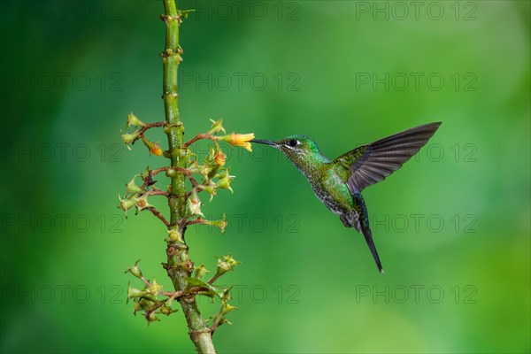 A female Green-crowned Brilliant (Heliodoxa jacula)