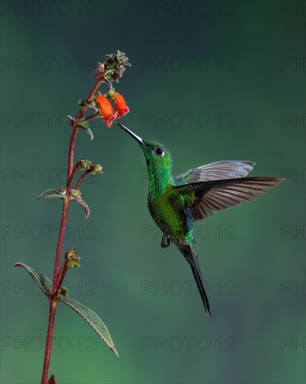 A male Green-crowned Brilliant (Heliodoxa jacula)