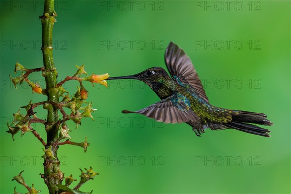 A male Magnificent Hummingbird (Eugenes fulgens)