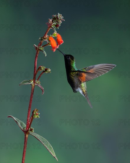 Black-bellied Hummingbird (Eupherusa nigriventris)