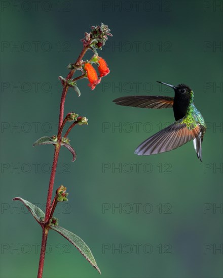 Black-bellied Hummingbird (Eupherusa nigriventris)