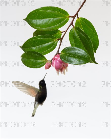 Male Black-bellied (Euperusa nigriventris)