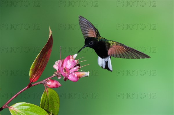 A Black-bellied Hummingbird (Eupherusa nigriventris) on a tropical blueberry flower