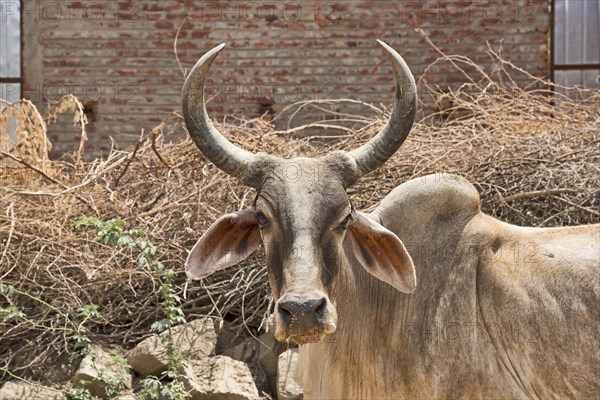 Zebu or hump cattle (Bos primigenius indicus) on the road