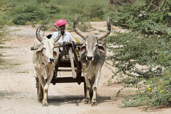 Zebu or hump cattle (Bos primigenius indicus) pulling cart