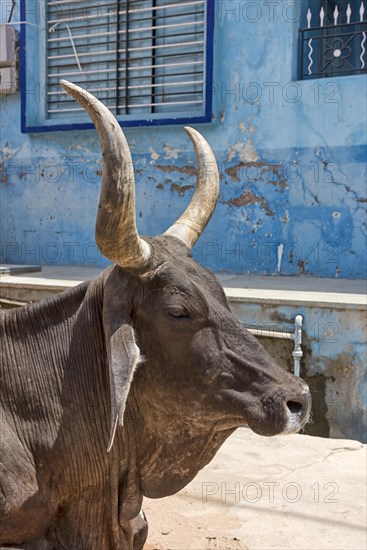 Zebu or hump cattle (Bos primigenius indicus) on the road