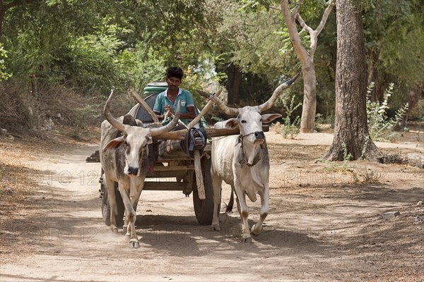 Zebu cattle