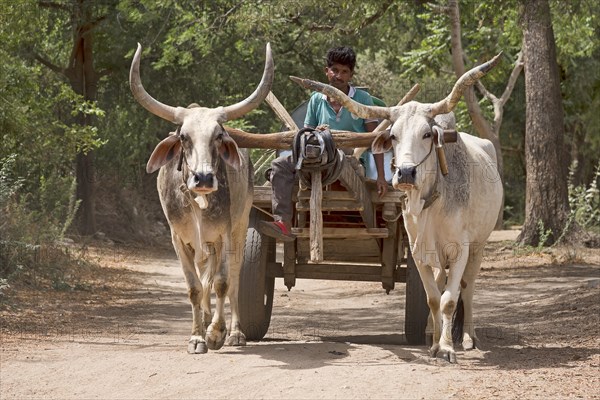 Zebu cattle