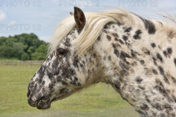 Shetland pony (Equus ferus caballus)