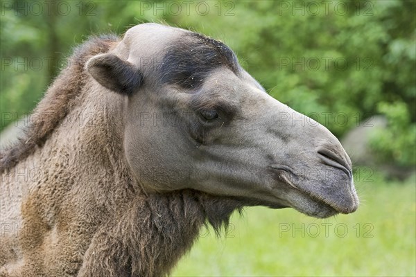 Wild Bactrian camel (Camelus ferus)