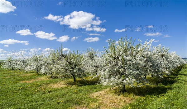 Rows of blooming apple trees in a plantation