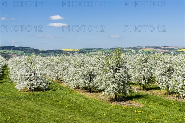 Rows of blooming apple trees in a plantation
