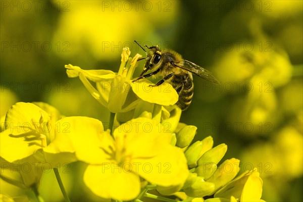 Carniolan honey bee (Apis mellifera cardiac) collecting nectar from yellow rapeseed blossom (Brassica napus)