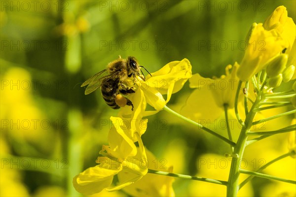 Carniolan honey bee (Apis mellifera cardiac) collecting nectar from yellow rapeseed blossom (Brassica napus)