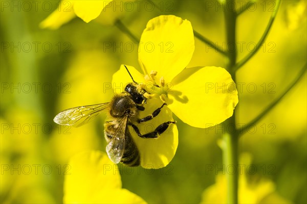 Carniolan honey bee (Apis mellifera cardiac) collecting nectar from yellow rapeseed blossom (Brassica napus)