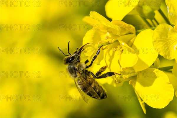 Carniolan honey bee (Apis mellifera cardiac) collecting nectar from yellow rapeseed blossom (Brassica napus)