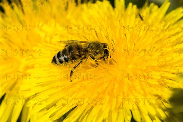 Carniolan honey bee (Apis mellifera cardiac) collecting nectar from dandelion (Taraxacum sp.)