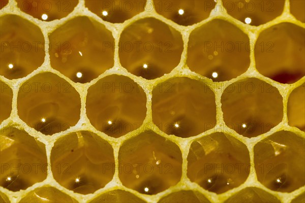 Honeycomb of the Carniolan honey bee (Apis mellifera carnica)