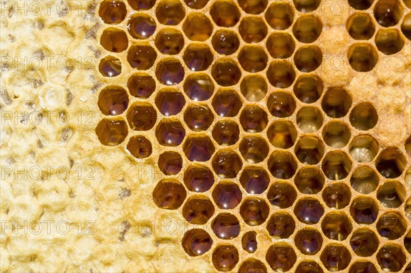 Honeycomb of the Carniolan honey bee (Apis mellifera carnica)