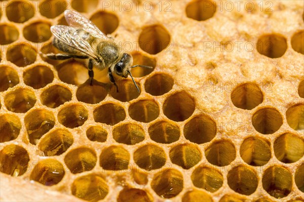 A Carniolan honey bee (Apis mellifera carnica) on a honeycomb