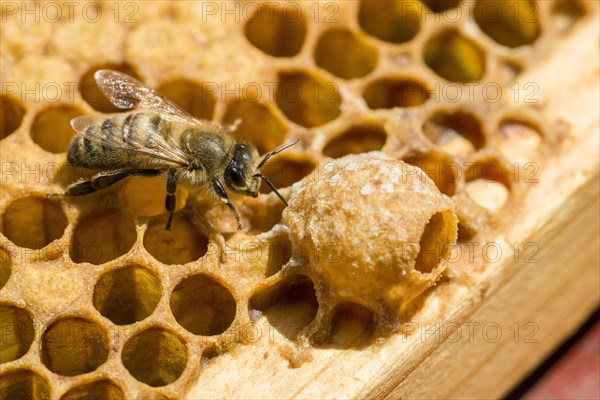 A Carniolan honey bee (Apis mellifera carnica) on a honeycomb