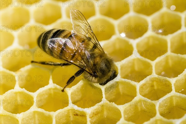 A Carniolan honey bee (Apis mellifera carnica) is acting on a honeycomb