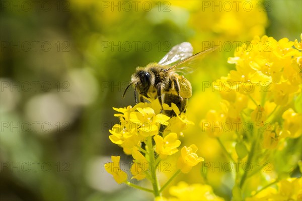 Carniolan honey bee (Apis mellifera cardiac) collecting nectar from yellow rapeseed blossom (Brassica napus)