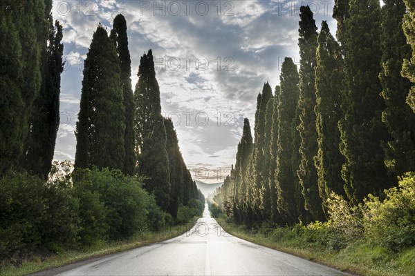 Alleyway with green cypresses after rain