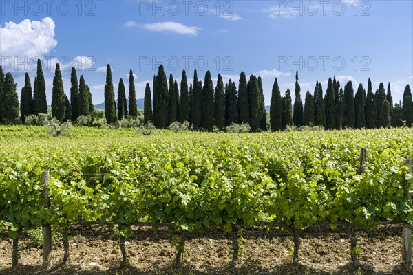 Typical green Tuscany landscape with cypresses