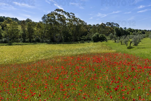 Typical green Tuscan landscape with hills