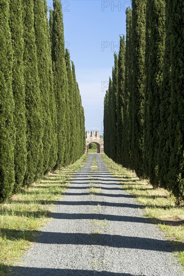 Alleyway with green cypresses and a gate