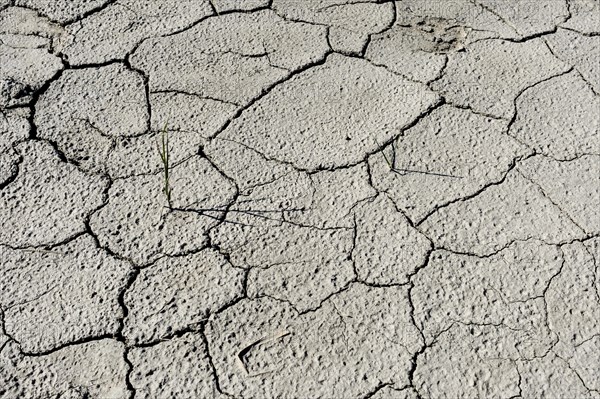 Dried out soil with cracks and a single little gras plant