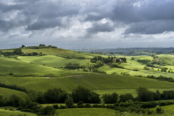 Typical green Tuscan landscape in Val d'Orcia with hills