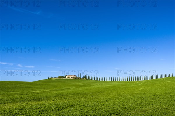 Typical green Tuscan landscape in Bagno Vignoni