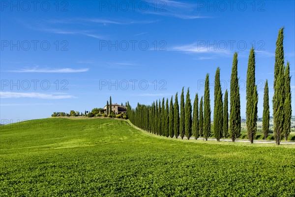 Typical green Tuscan landscape in Bagno Vignoni