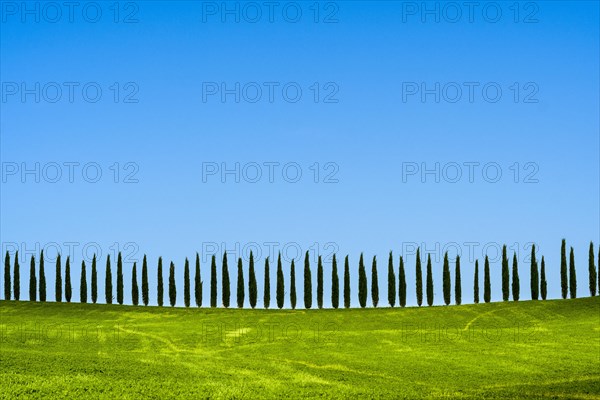 Typical green Tuscan landscape in Bagno Vignoni