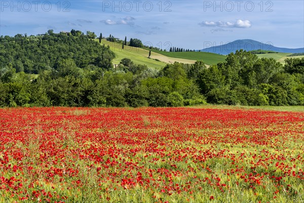 Typical green Tuscan landscape in Val d'Orcia with hills