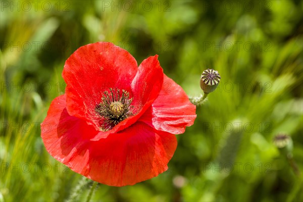 Blossom of red poppies in Val d'Orcia