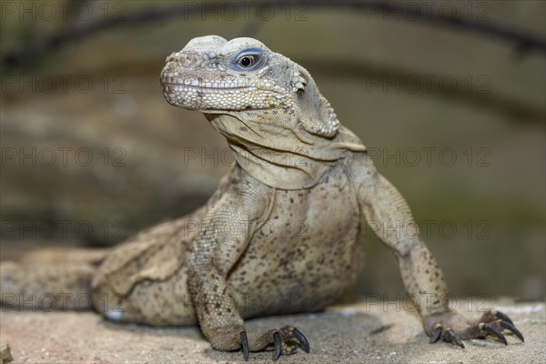 Peach-throated monitor (Varanus jobiensis) on the ground