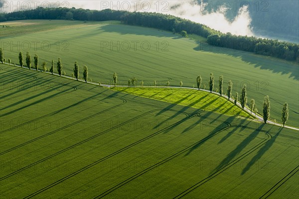 A row of Poplar trees (Populus) is creating long shadows on a green field