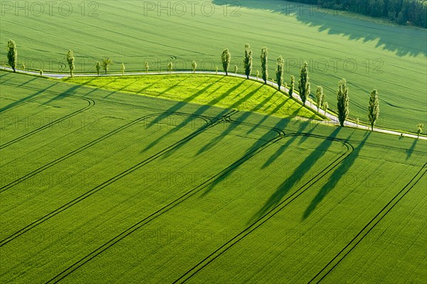 A row of Poplar trees (Populus) is creating long shadows on a green field