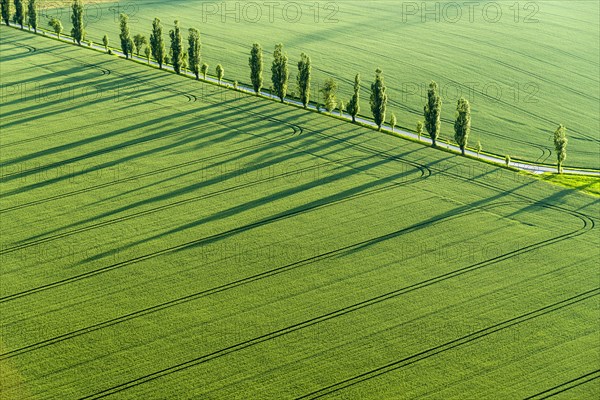 A row of Poplar trees (Populus) is creating long shadows on a green field