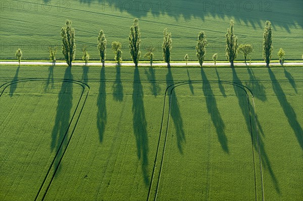 A row of Poplar trees (Populus) is creating long shadows on a green field
