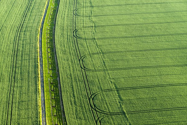 Footpath and the tracks of a tractor on a green field