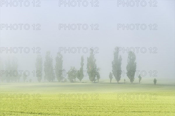 A row of Poplar trees (Populus) is shining through the thick fog