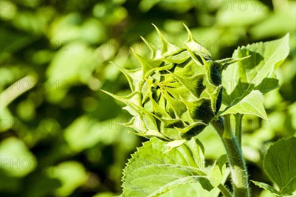 Closed blossom of common sunflower (Helianthus annuus)