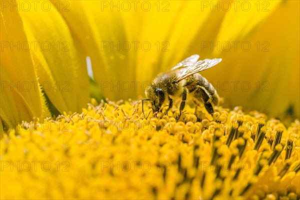 Carniolan honey bee (Apis mellifera carnica) is collecting nectar at a common sunflower (Helianthus annuus) blossom