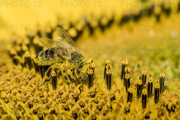 Carniolan honey bee (Apis mellifera carnica) is collecting nectar at a common sunflower (Helianthus annuus) blossom