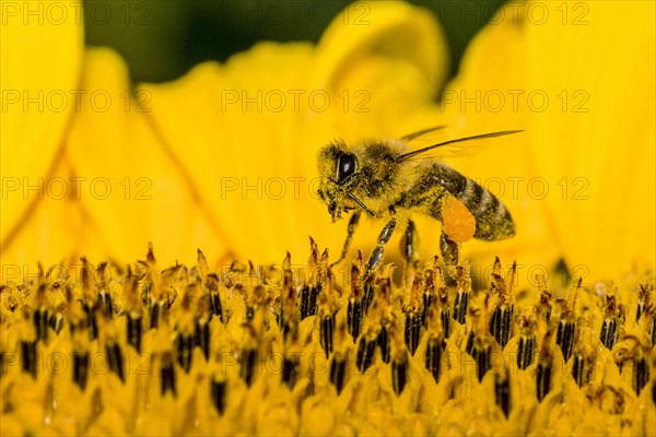 Carniolan honey bee (Apis mellifera carnica) is collecting nectar at a common sunflower (Helianthus annuus) blossom